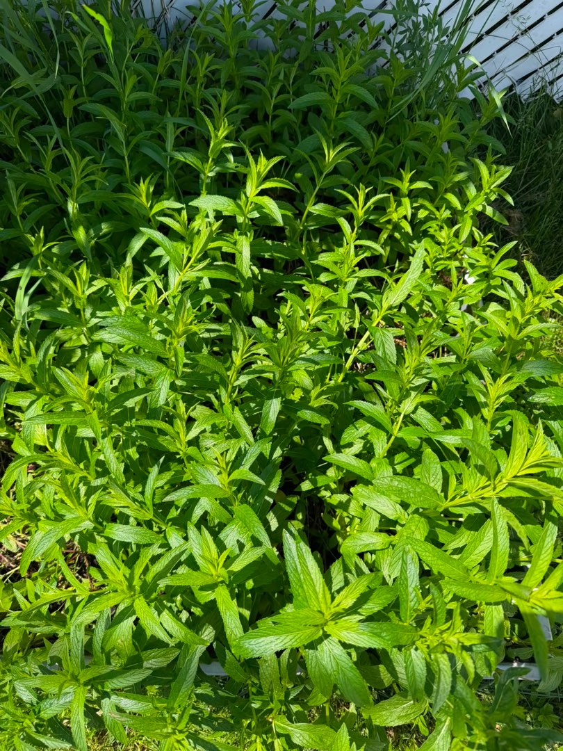 Nana frais à vendre